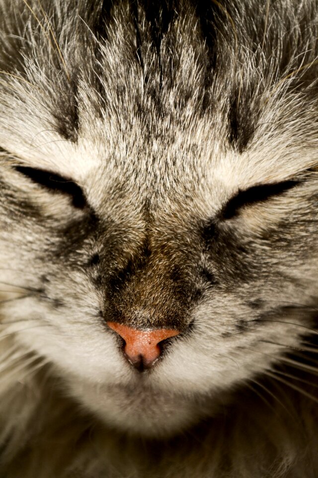 Cat cat nose katzenschnautze