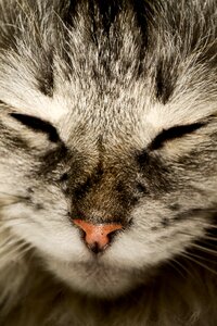 Cat cat nose katzenschnautze photo