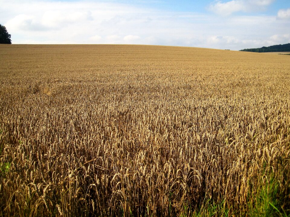 Cereals golden yellow agriculture