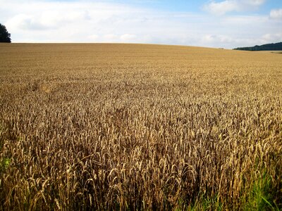 Cereals golden yellow agriculture