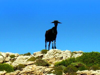 Animal livestock bock photo