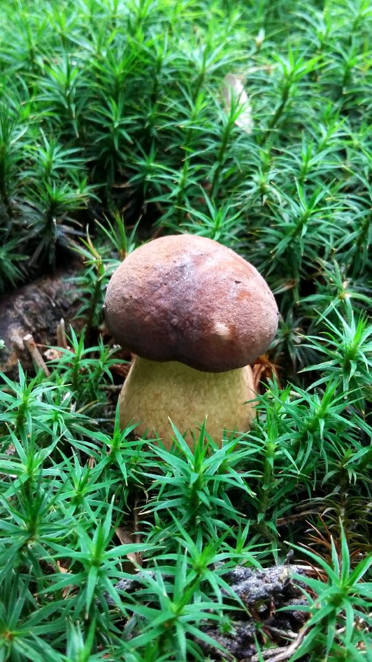 Forest nature outdoors