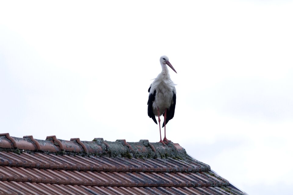 Birds stork animal