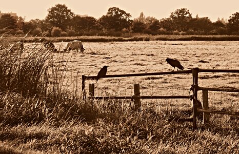 Nature corvus birds on a fence photo