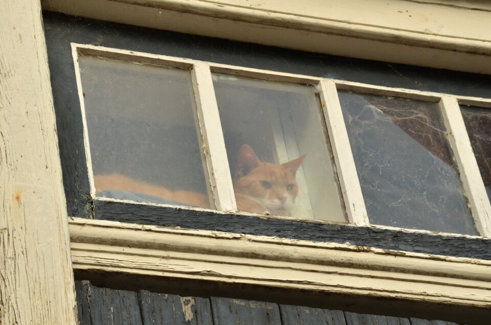 Window glass curious