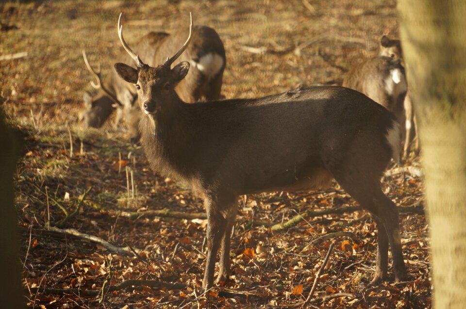 Deer forest autumn