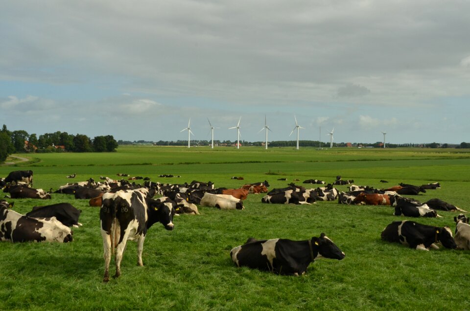 Animal husbandry milk pasture