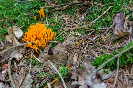Golden coral moss forest mushroom photo