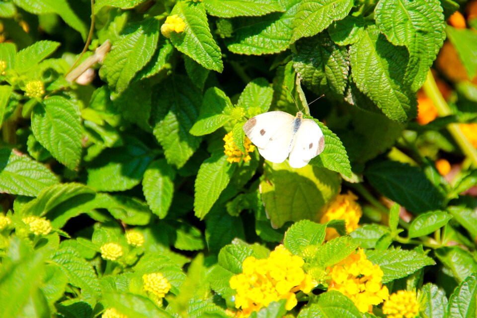 White nature garden