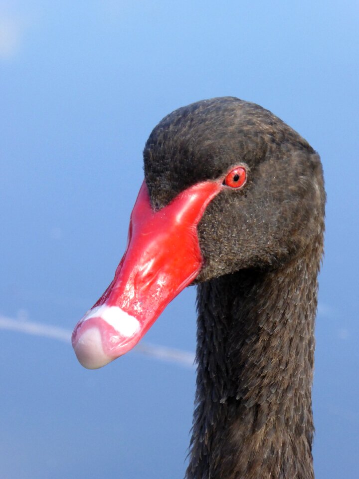 Swan black