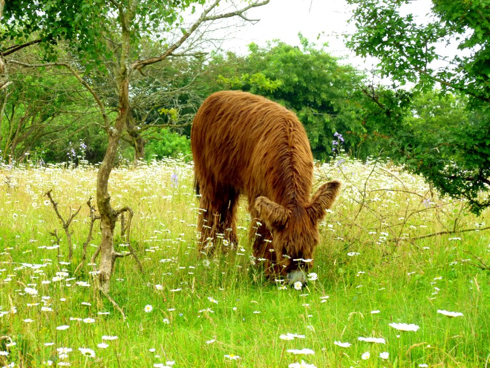 Livestock endangered breed grazing