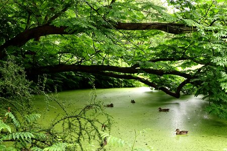 Nature reserve idyllic rest photo