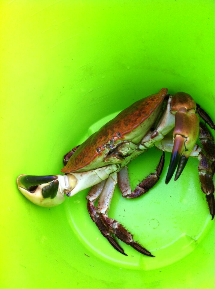 Crab fishing green