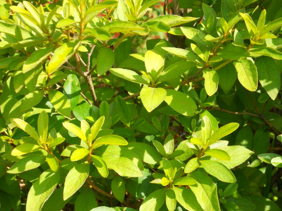 The leaves vegetation trees