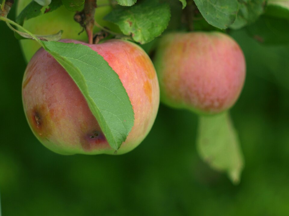 Ripe krupnyj plan fruit