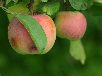 Ripe krupnyj plan fruit