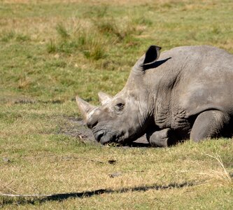 Nature rhinoceros mammal photo