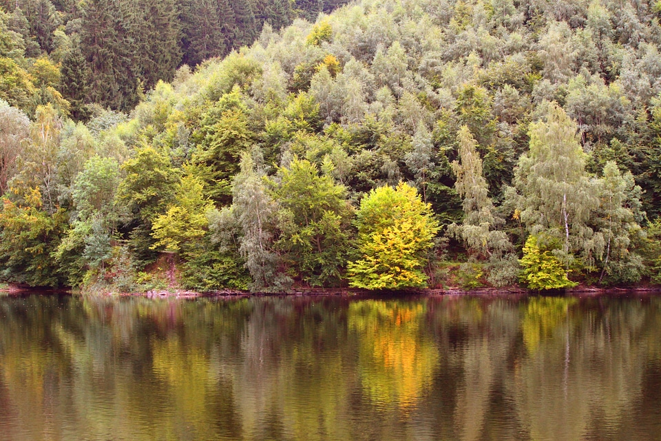 Leaves leaves in the autumn forest photo