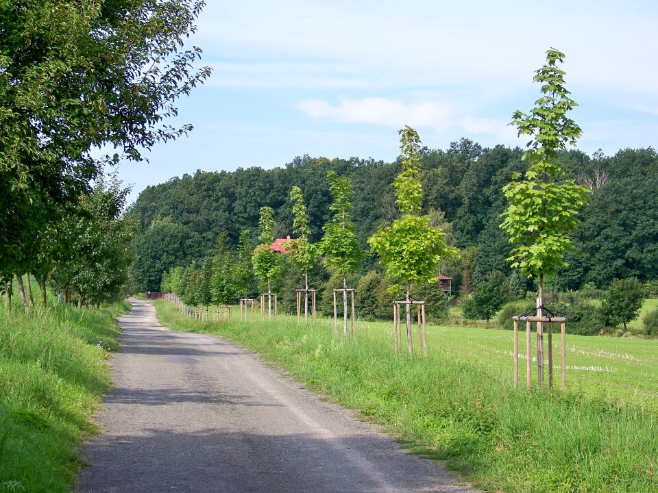 Forest walk landscape