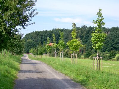 Forest walk landscape photo