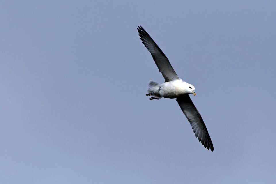 Animal sea water bird
