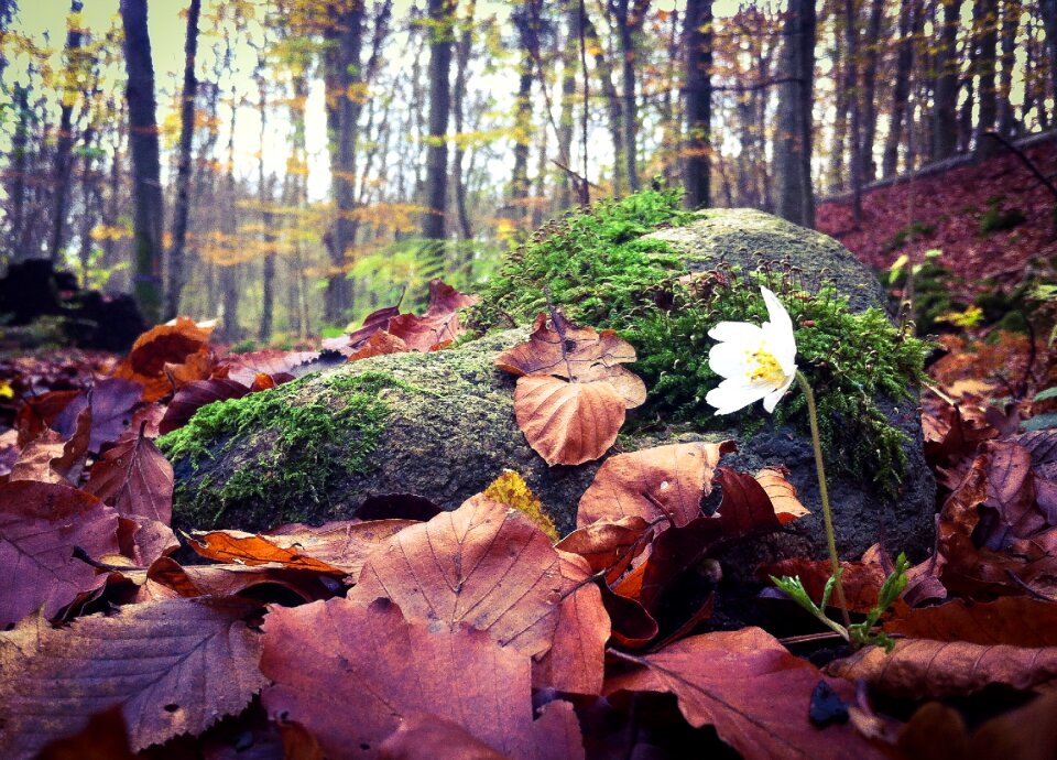 Spring leaf autumn