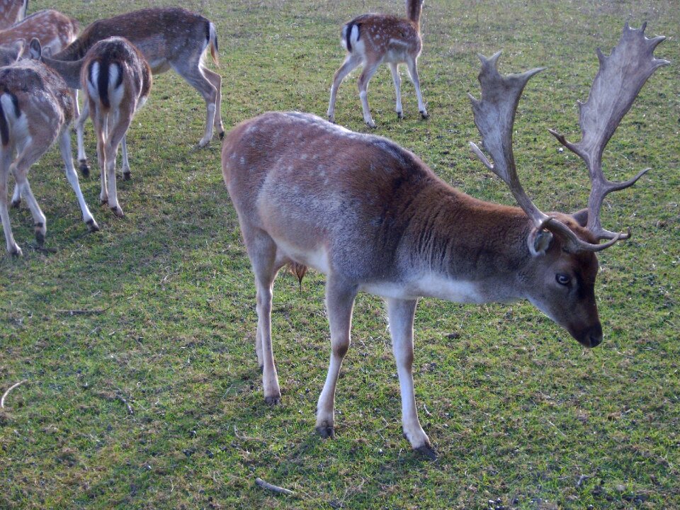 Antler in the free meadow