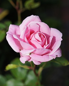 Rose bloom pink fragrance