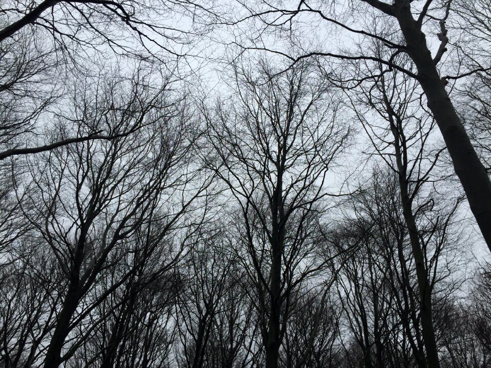 Forest evening winter