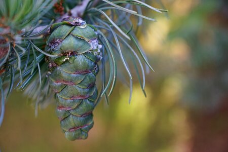 Spruce nature spring