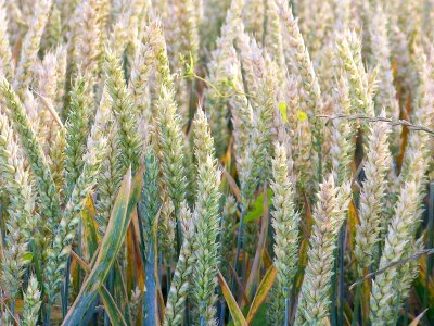 Grain corn on the cob landscape