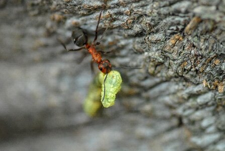 Insect animal forest