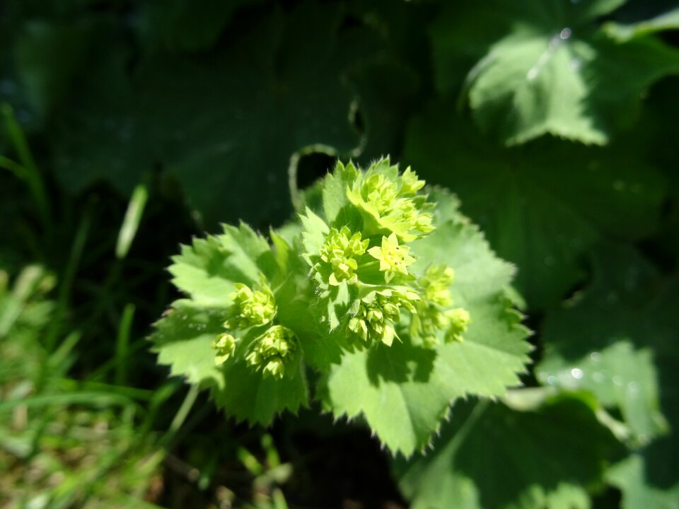 Bloom spring frauenmantel