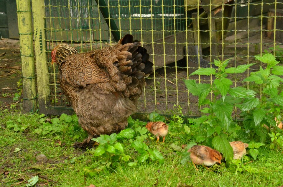 Chick poultry young