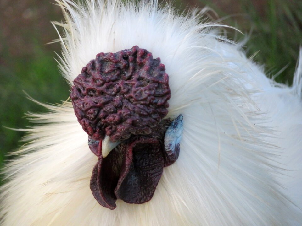 Poultry bird animal