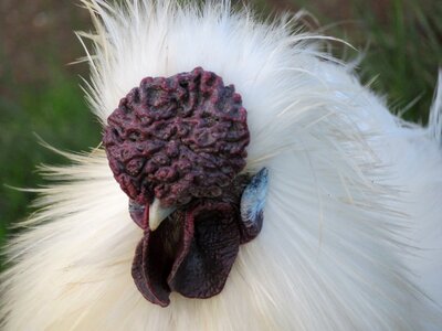 Poultry bird animal photo