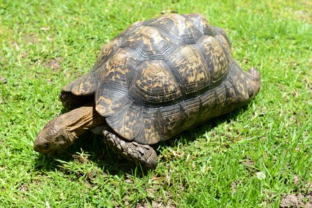 Reptile south africa tortoise