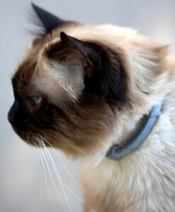 Cat burmese blue eyes