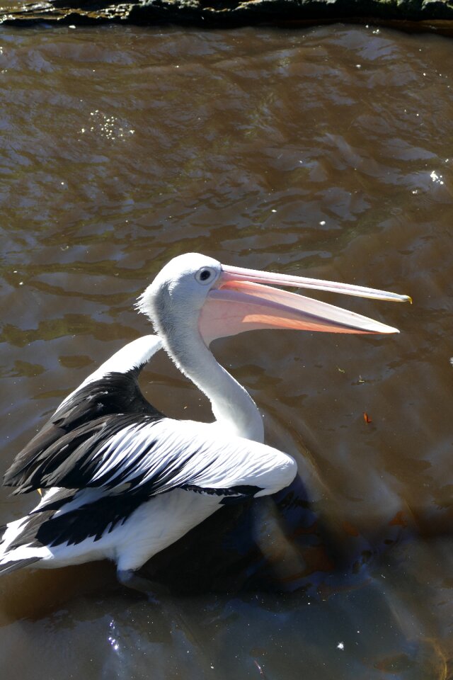 Bird animal nature