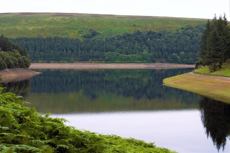 Trees calm water