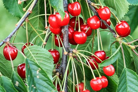 Red fruit leaves photo