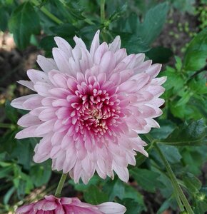 Chrysanthemum flowers nature