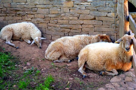 Herd animal livestock sheep's wool photo