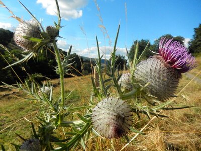 Nature field quills