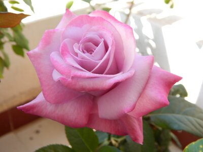 Flower young nature