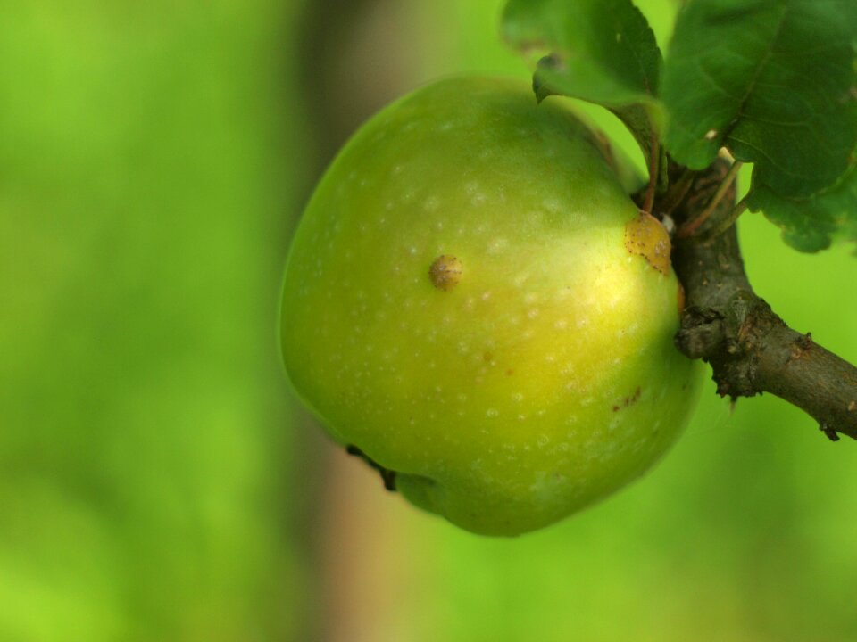 Closeup harvest apple tree
