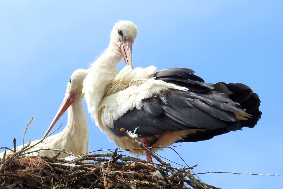 Birds rattle stork white stork photo