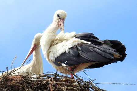 Birds rattle stork white stork
