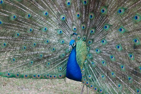 Blue head feather photo