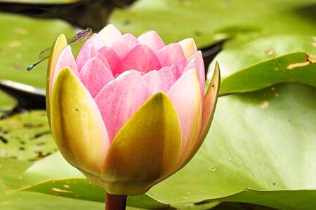 Aquatic plant blossom bloom photo